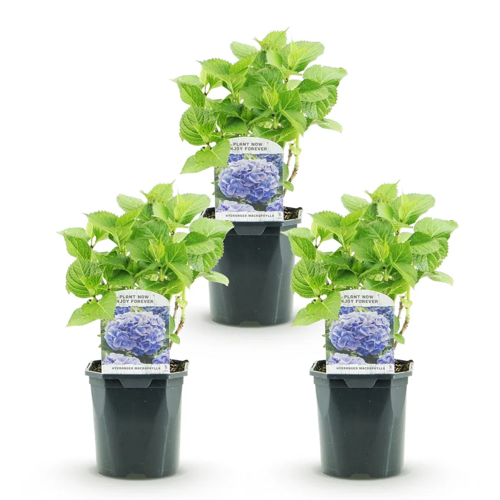Bauern-Hortensie blau 3er-Set (Hydrangea macrophylla) – winterharter Blütenstrauch, Topf-Ø 17 cm, Höhe ca. 30 cm