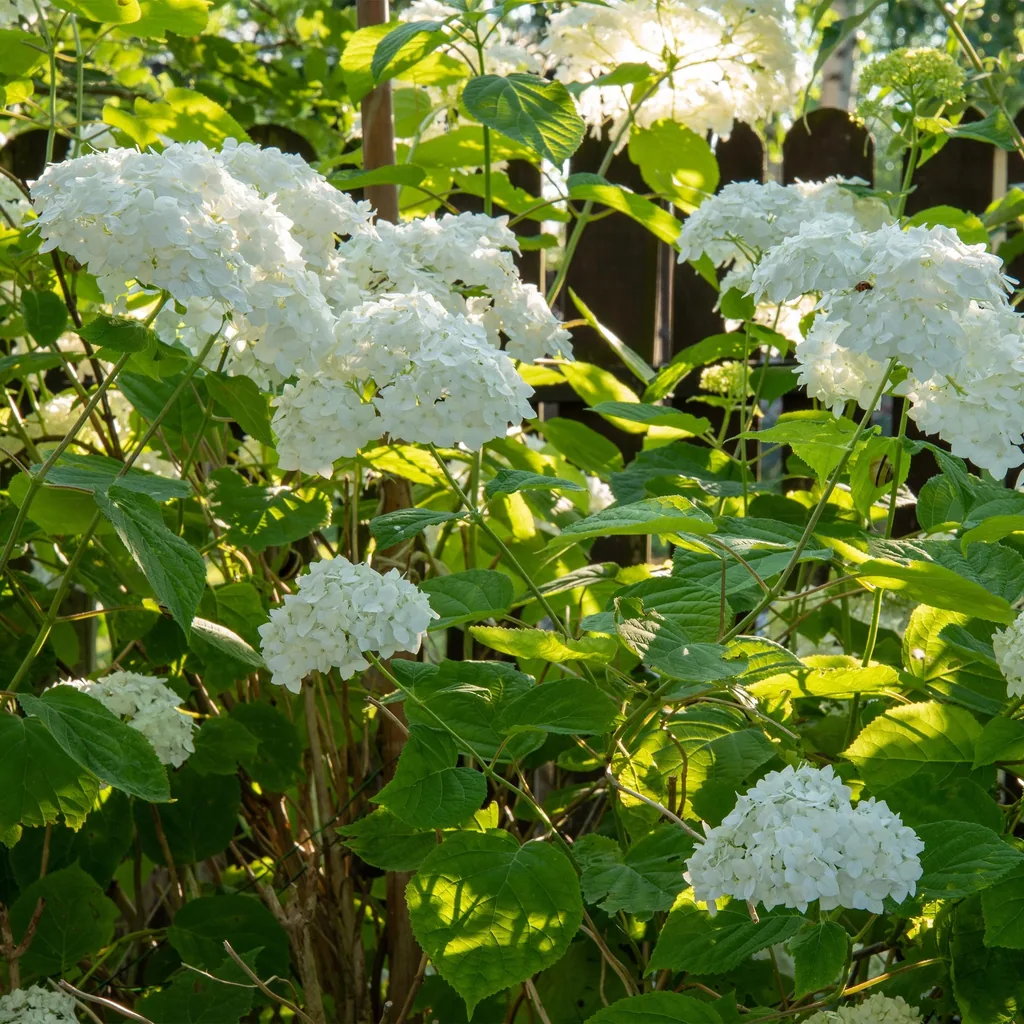 Schneeballhortensie 'Annabelle' 3er-Set (Hydrangea arborescens) – winterharter Blütenstrauch, Topf-Ø 17 cm, Höhe ca. 50 cm