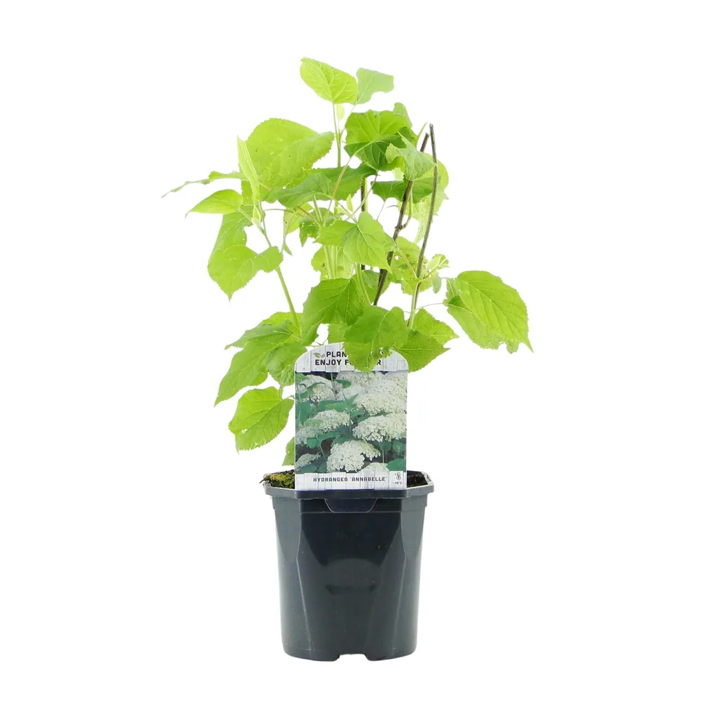 Schneeballhortensie 'Annabelle' 3er-Set (Hydrangea arborescens) – winterharter Blütenstrauch, Topf-Ø 17 cm, Höhe ca. 50 cm