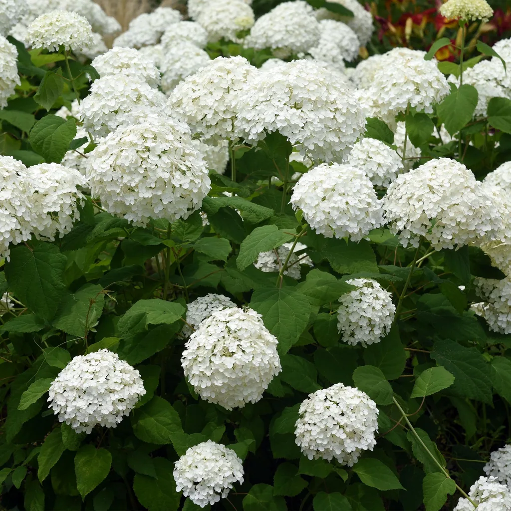 Schneeballhortensie 'Annabelle' 3er-Set (Hydrangea arborescens) – winterharter Blütenstrauch, Topf-Ø 17 cm, Höhe ca. 50 cm