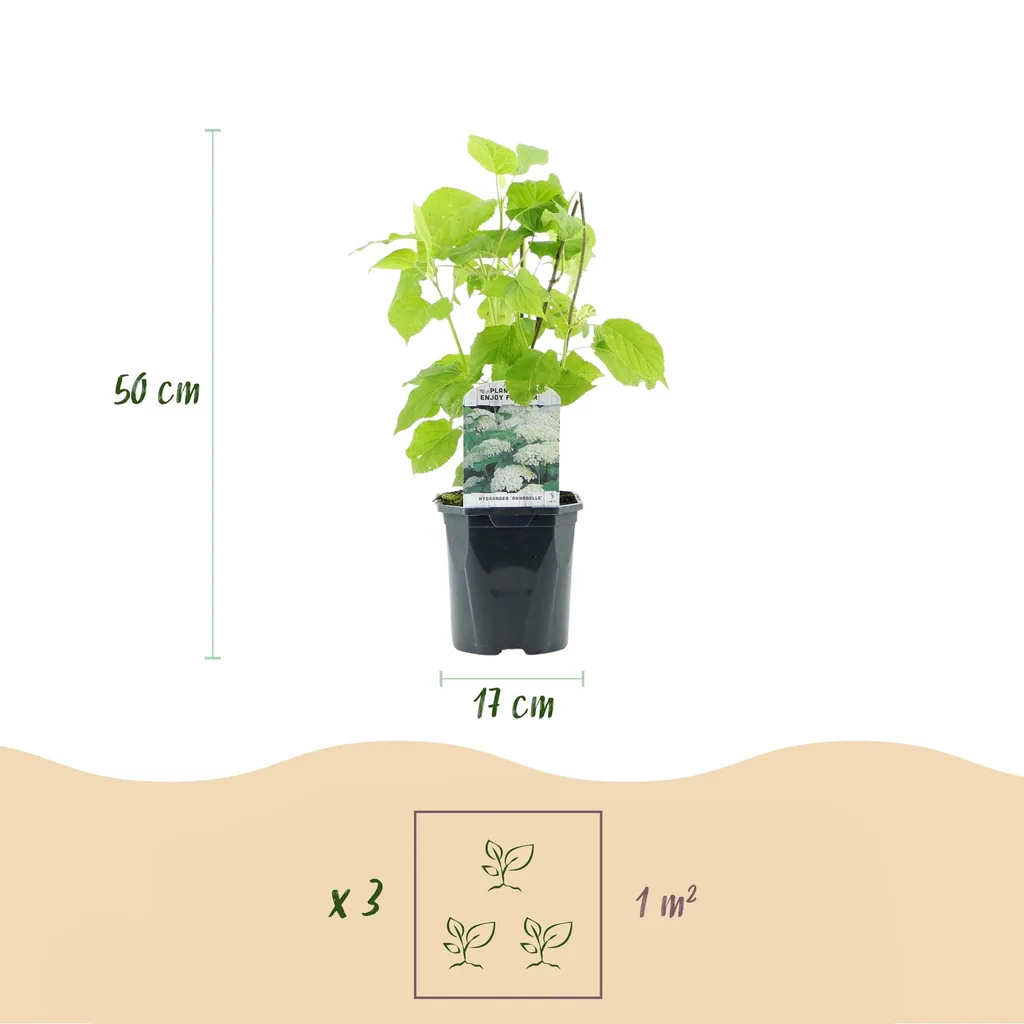 Schneeballhortensie 'Annabelle' 3er-Set (Hydrangea arborescens) – winterharter Blütenstrauch, Topf-Ø 17 cm, Höhe ca. 50 cm