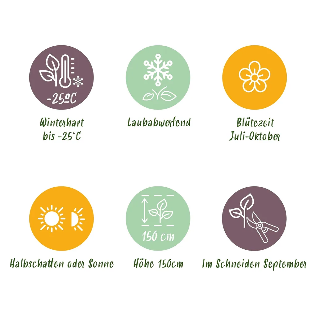 Schneeballhortensie 'Annabelle' 3er-Set (Hydrangea arborescens) – winterharter Blütenstrauch, Topf-Ø 17 cm, Höhe ca. 50 cm