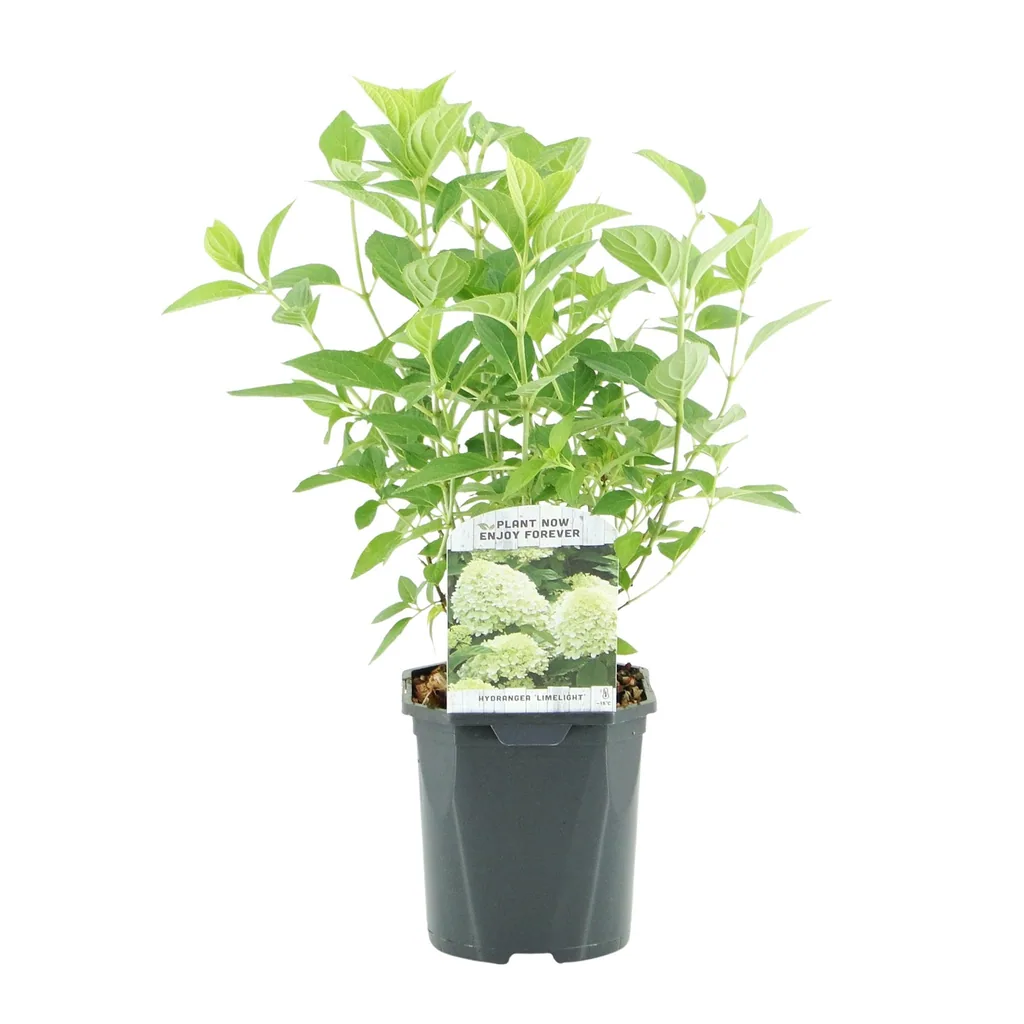 Hortensie 'Limelight' 3er-Set (Hydrangea) – winterharter Blütenstrauch, Topf-Ø 17 cm, Höhe ca. 50 cm