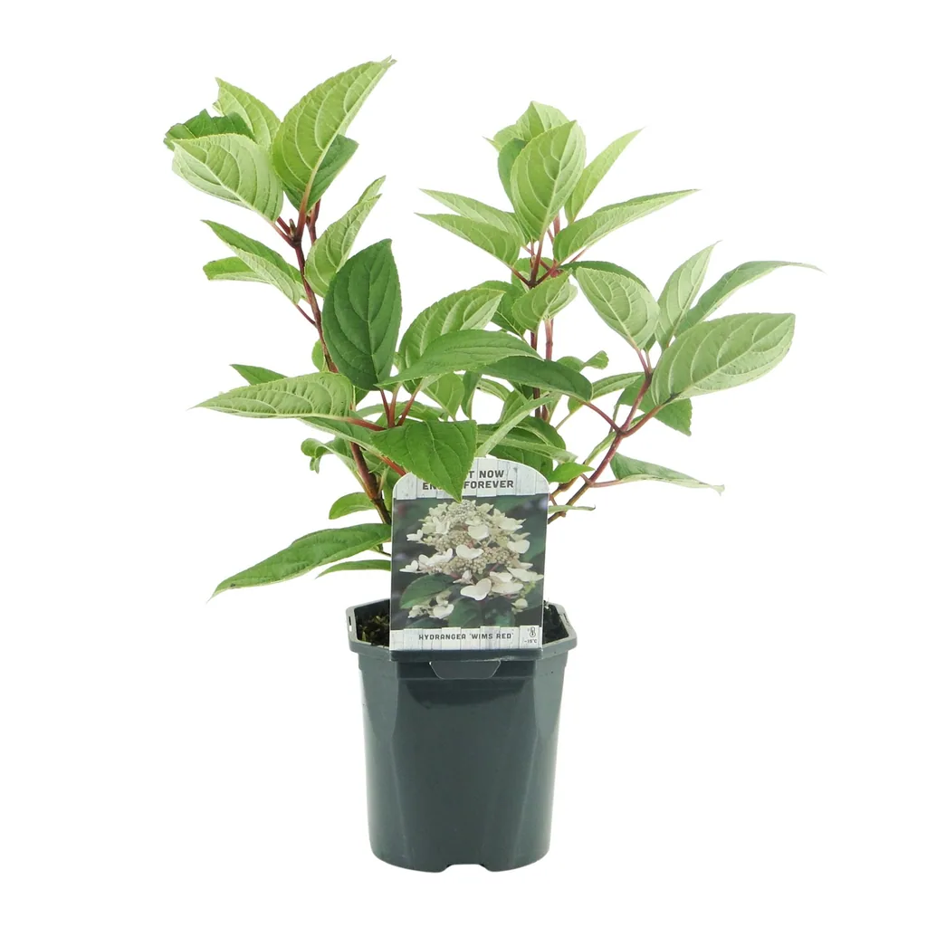 Hortensie 'Wims Red' 3er-Set (Hydrangea) – winterharter Blütenstrauch, Topf-Ø 17 cm, Höhe ca. 50 cm