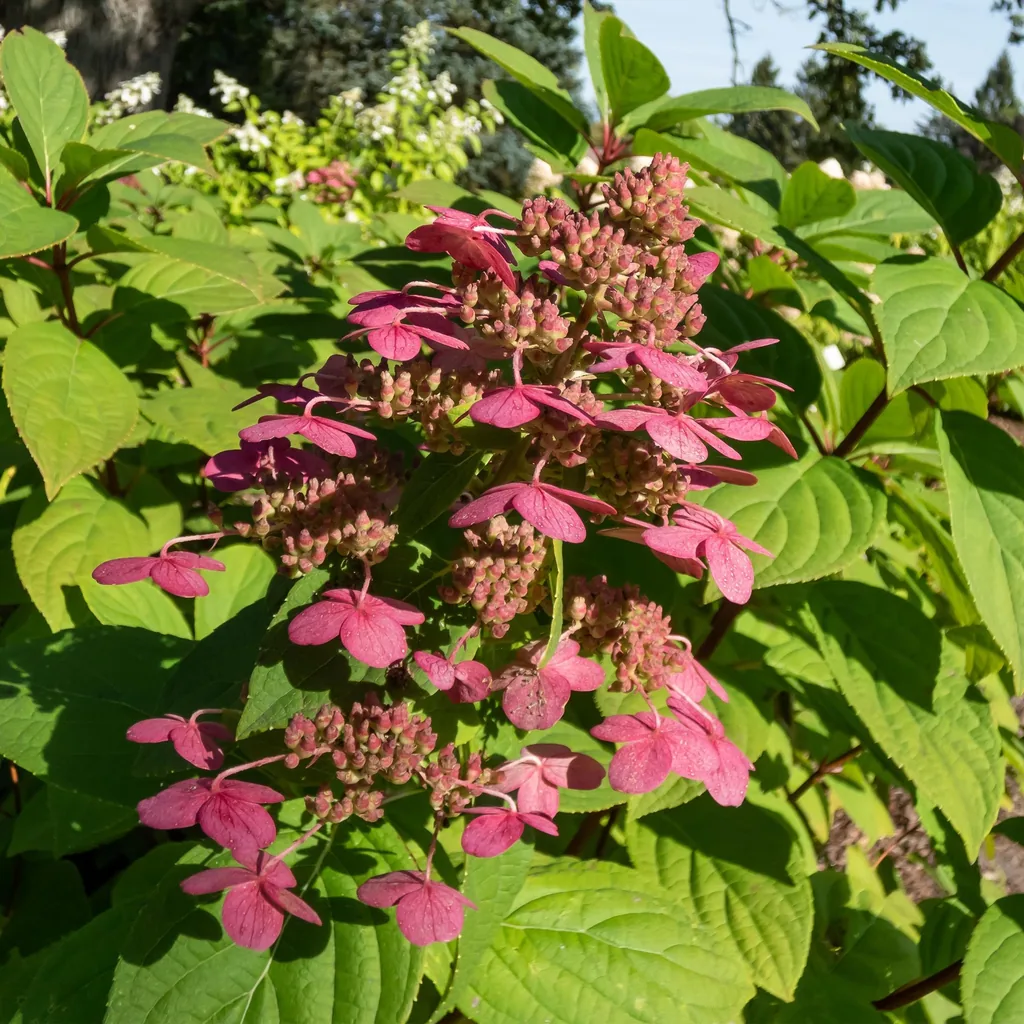 Hortensie 'Wims Red' 3er-Set (Hydrangea) – winterharter Blütenstrauch, Topf-Ø 17 cm, Höhe ca. 50 cm