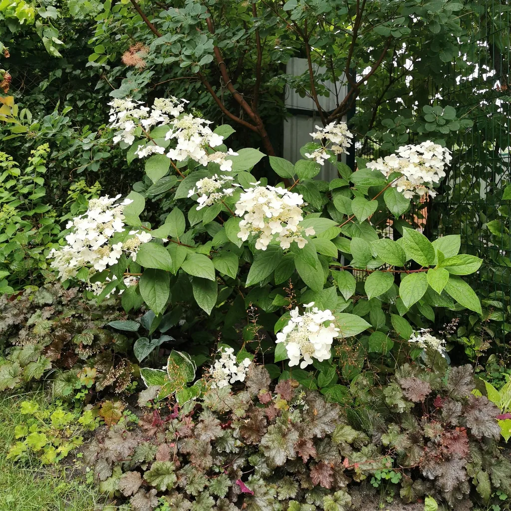 Hortensie 'Wims Red' 3er-Set (Hydrangea) – winterharter Blütenstrauch, Topf-Ø 17 cm, Höhe ca. 50 cm