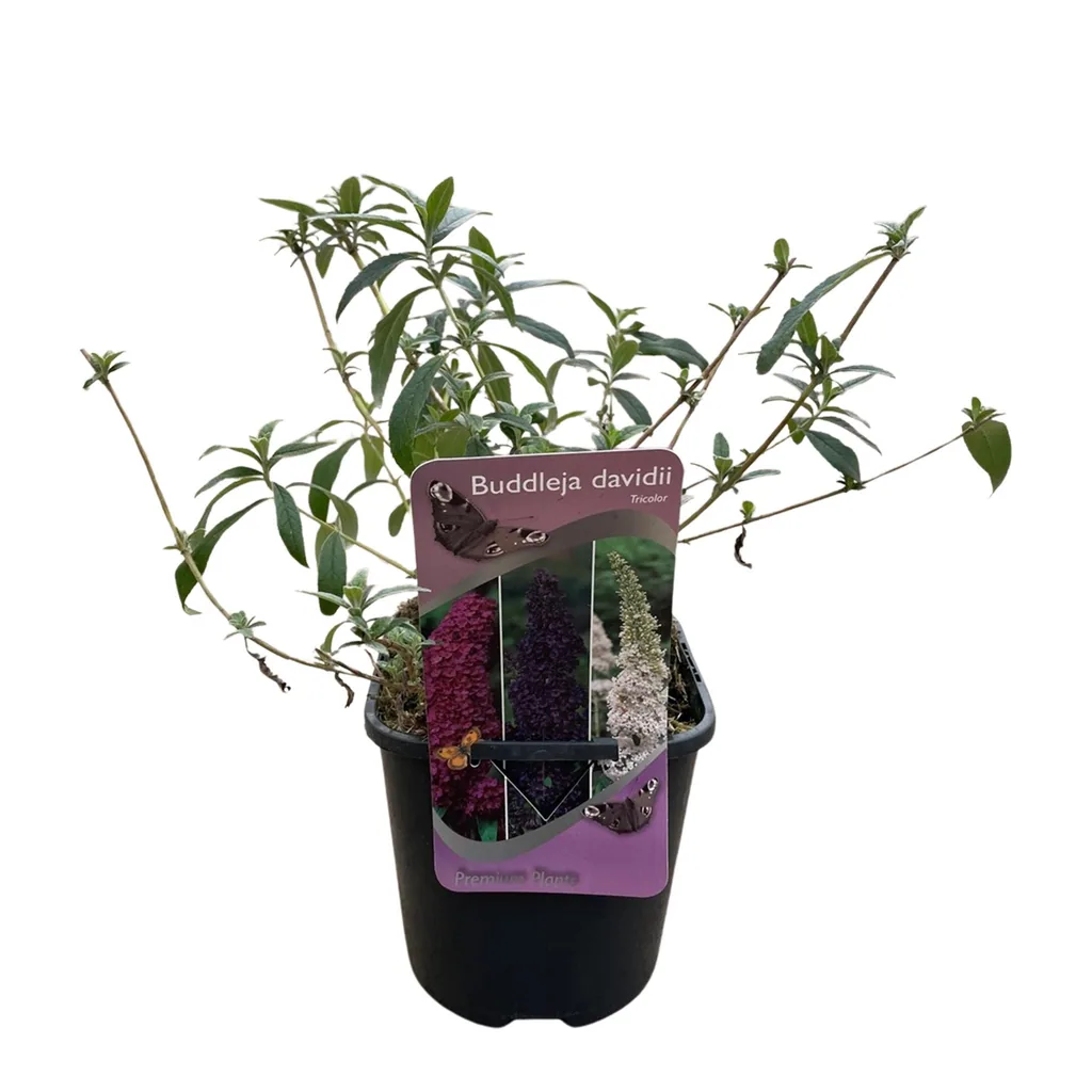Schmetterlingsstrauch (Buddleja davidii) – winterharter Schmetterlingsstrauch, Höhe ca. 17 cm