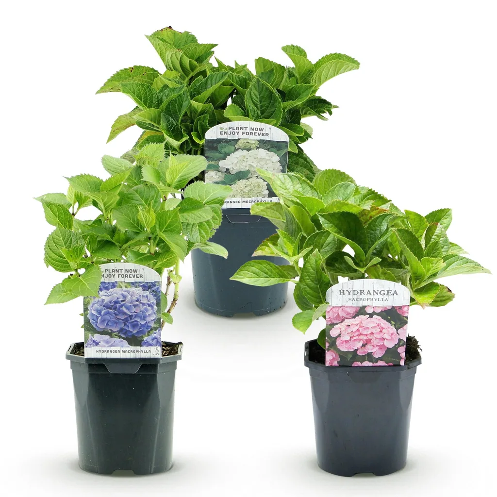 Bauernhortensie (Hydrangea macrophylla) – winterharter Zierstrauch, Höhe ca. 17 cm