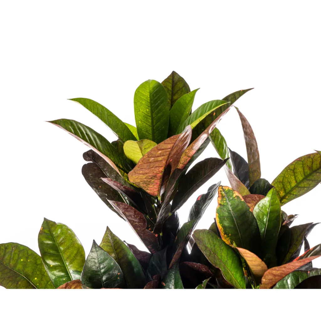 Kroton 'Iceton' (Codiaeum) – pflegeleichte Zimmerpflanze, im Dekokorb, Topf-Ø 24 cm, Höhe ca. 80–100 cm