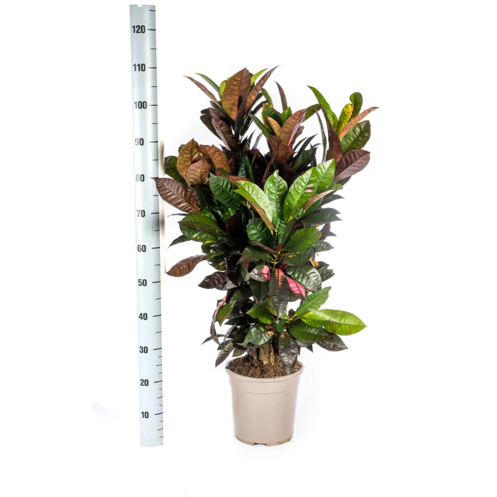 Kroton 'Iceton' (Codiaeum) – pflegeleichte Zimmerpflanze, im Dekokorb, Topf-Ø 24 cm, Höhe ca. 80–100 cm