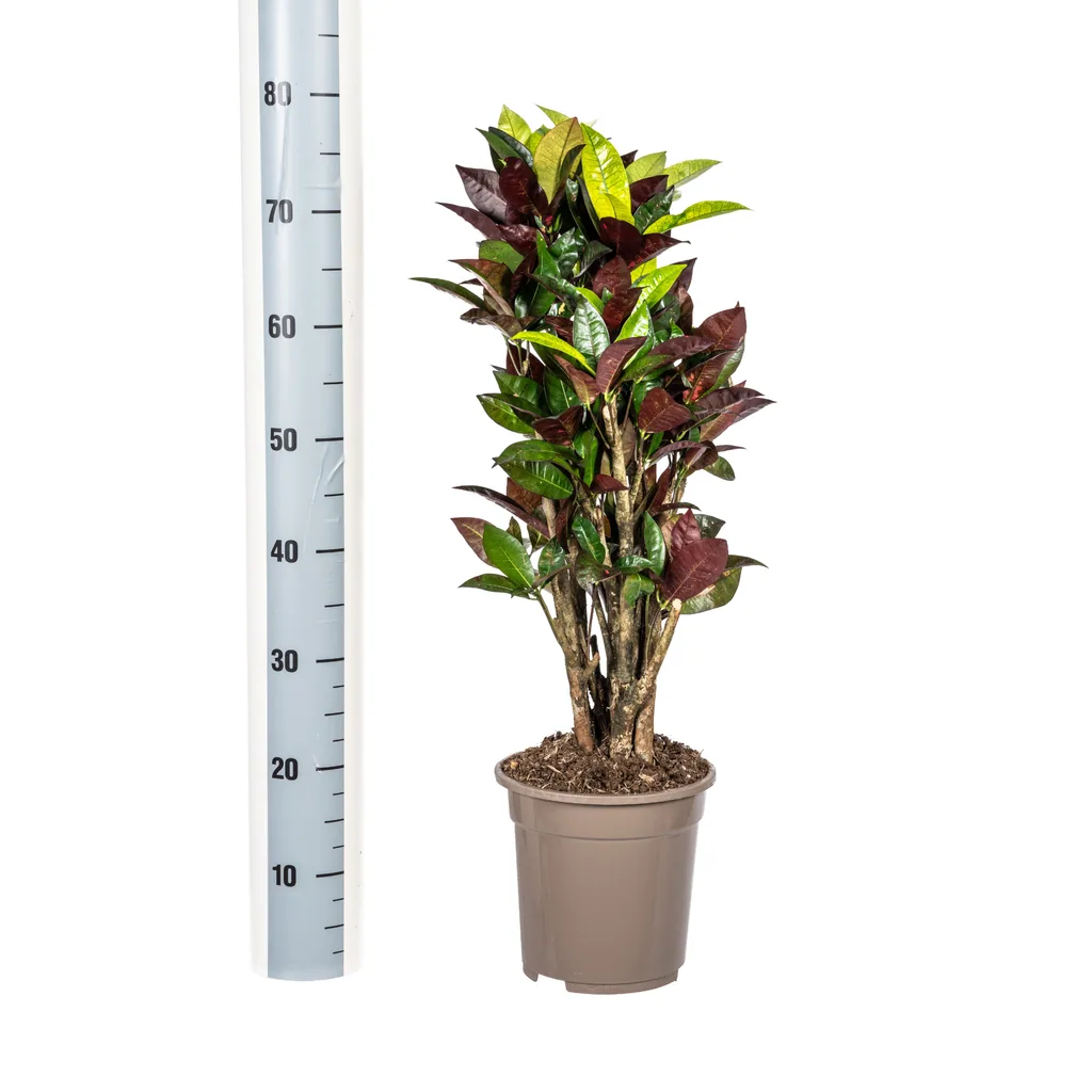 Kroton 'Iceton' (Codiaeum) – pflegeleichte Zimmerpflanze, im Dekokorb, Topf-Ø 21 cm, Höhe ca. 60–80 cm