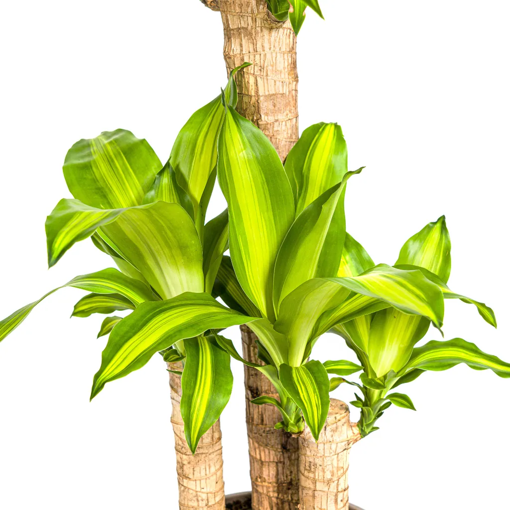 Duftender Drachenbaum (Dracaena fragrans) – pflegeleichte Zimmerpflanze, im Dekokorb, Topf-Ø 21 cm, Höhe ca. 21 cm