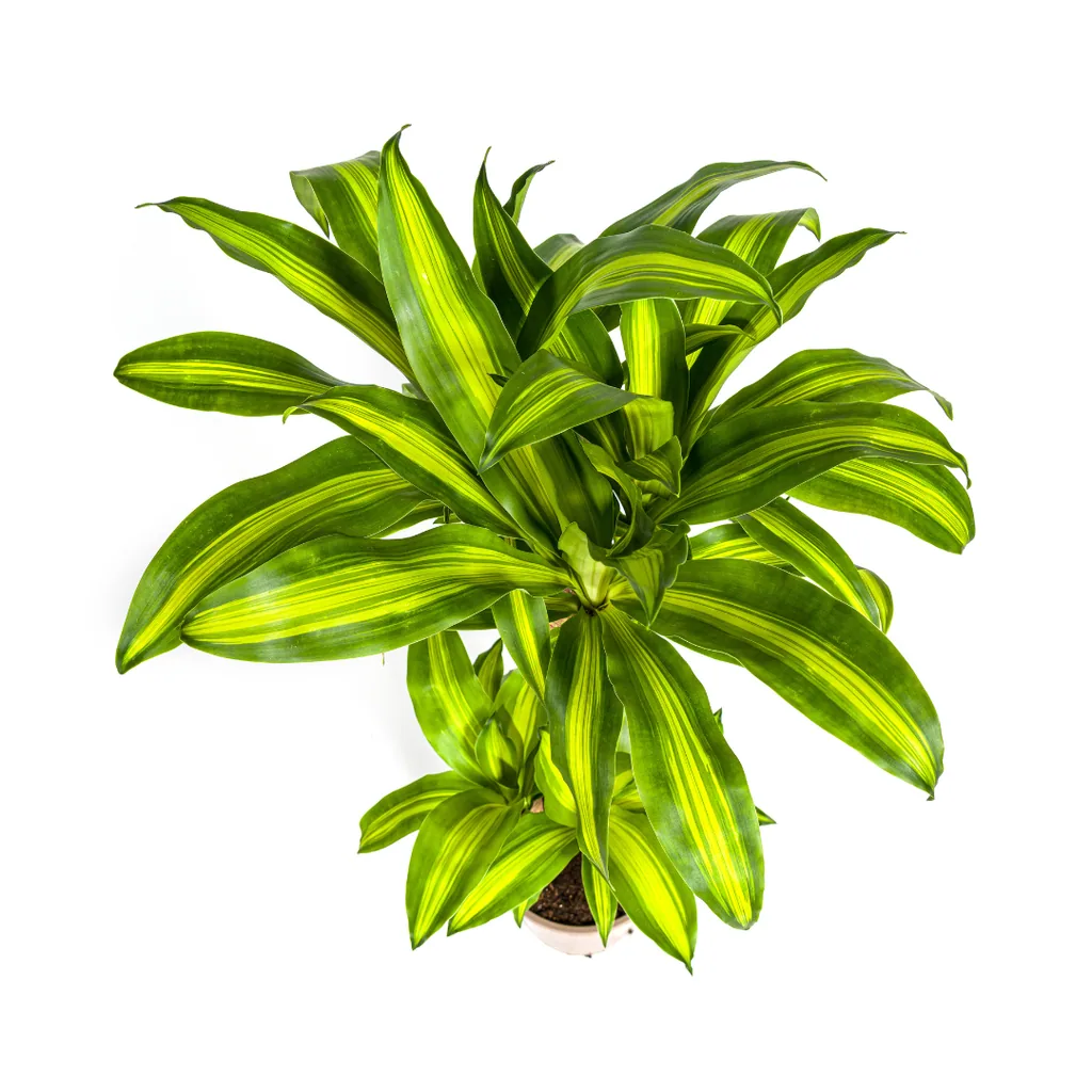 Duftender Drachenbaum (Dracaena fragrans) – pflegeleichte Zimmerpflanze, im Dekokorb, Topf-Ø 21 cm, Höhe ca. 21 cm