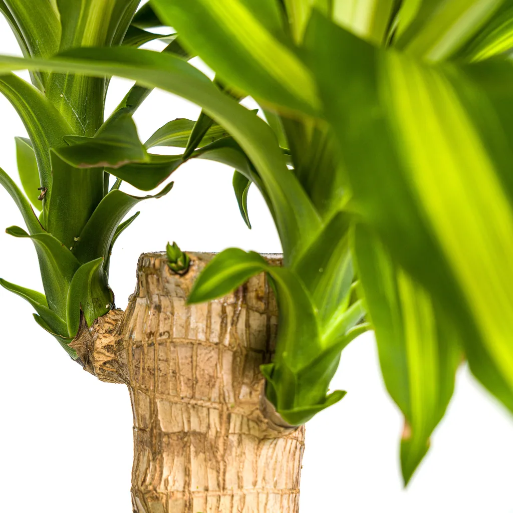 Duftender Drachenbaum (Dracaena fragrans) – pflegeleichte Zimmerpflanze, im Dekokorb, Topf-Ø 21 cm, Höhe ca. 21 cm