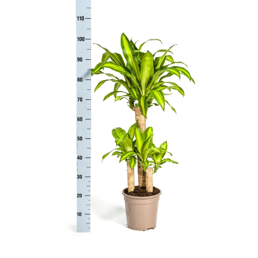 Duftender Drachenbaum (Dracaena fragrans) – pflegeleichte Zimmerpflanze, im Dekokorb, Topf-Ø 21 cm, Höhe ca. 21 cm