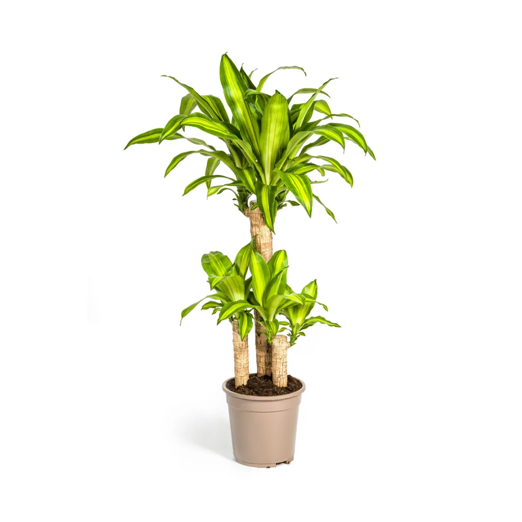 Duftender Drachenbaum (Dracaena fragrans) – pflegeleichte Zimmerpflanze, im Dekokorb, Topf-Ø 21 cm, Höhe ca. 21 cm