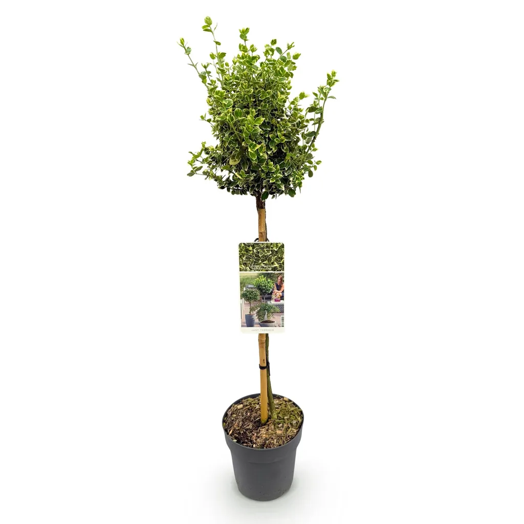 Kriechspindel 'Emerald Gaiety' (Euonymus fortunei) – winterharter immergrüner Strauch, als Stämmchen, Topf-Ø 19 cm, Höhe ca. 90 cm
