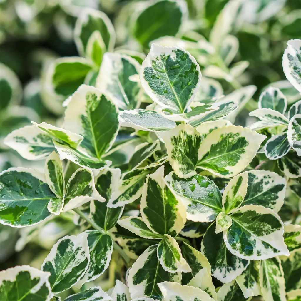 Kriechspindel 'Emerald Gaiety' (Euonymus fortunei) – winterharter immergrüner Strauch, als Stämmchen, Topf-Ø 19 cm, Höhe ca. 90 cm