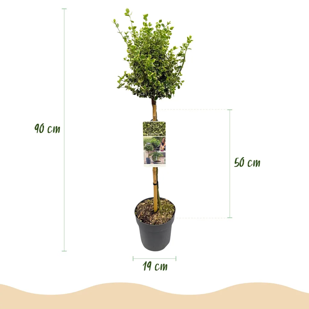 Kriechspindel 'Emerald Gaiety' (Euonymus fortunei) – winterharter immergrüner Strauch, als Stämmchen, Topf-Ø 19 cm, Höhe ca. 90 cm
