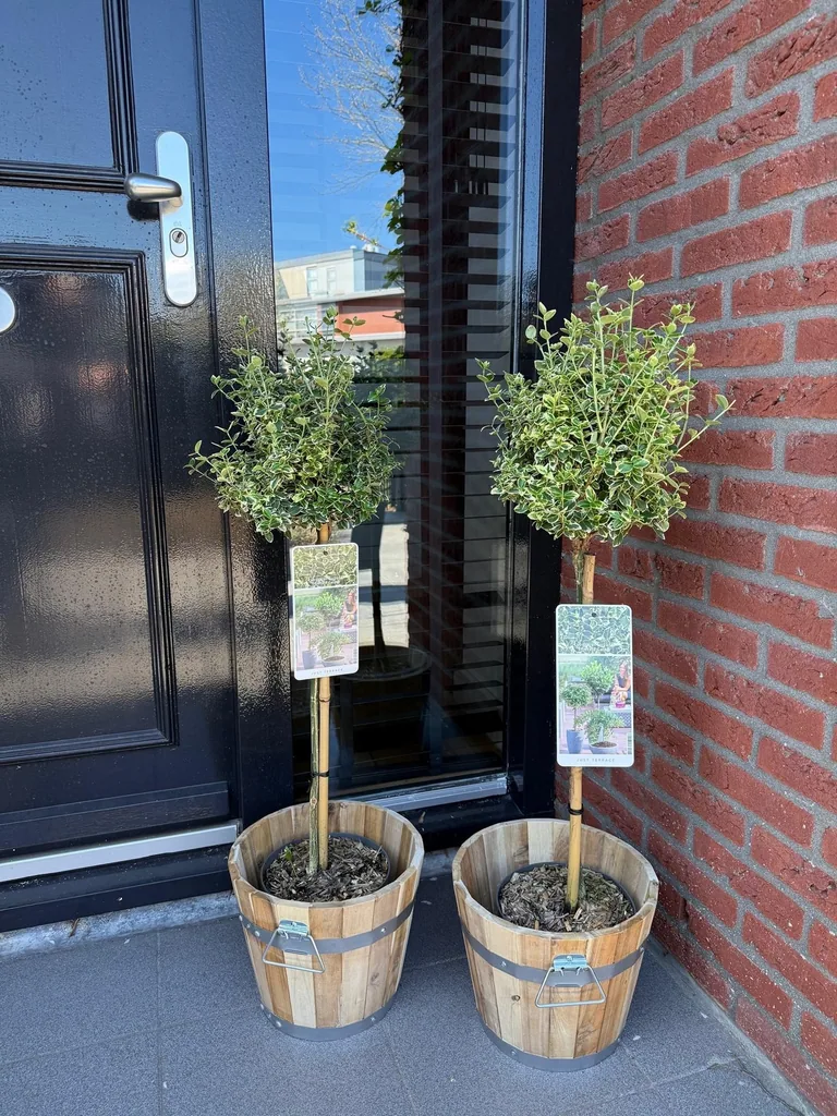 Kriechspindel 'Emerald Gaiety' (Euonymus fortunei) – winterharter immergrüner Strauch, als Stämmchen, Topf-Ø 19 cm, Höhe ca. 90 cm