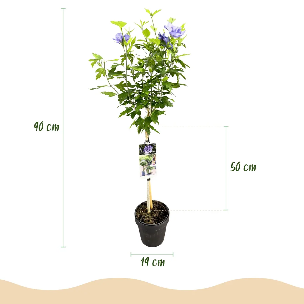 Garteneibisch 'Blue Chiffon' (Hibiscus syriacus) – winterharter Blütenstrauch, Topf-Ø 19 cm, Höhe ca. 90 cm