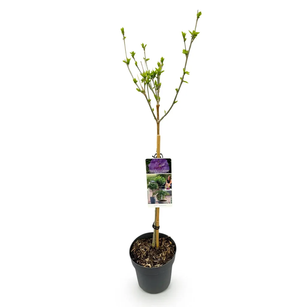 Garteneibisch 'Lavender Chiffon' (Hibiscus syriacus) – winterharter Blütenstrauch, Topf-Ø 19 cm, Höhe ca. 90 cm