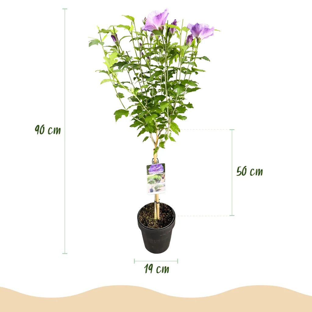 Garteneibisch 'Lavender Chiffon' (Hibiscus syriacus) – winterharter Blütenstrauch, Topf-Ø 19 cm, Höhe ca. 90 cm