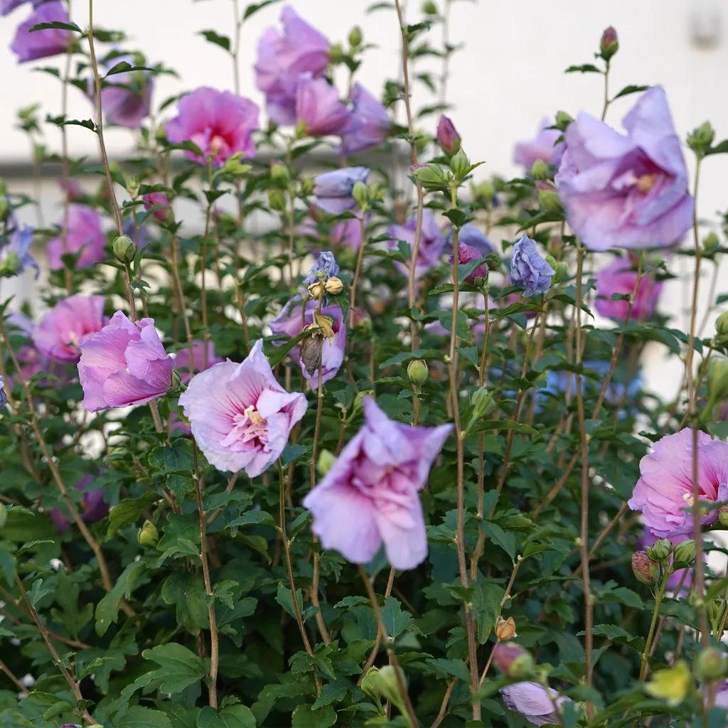 Garteneibisch 'Lavender Chiffon' (Hibiscus syriacus) – winterharter Blütenstrauch, Topf-Ø 19 cm, Höhe ca. 90 cm
