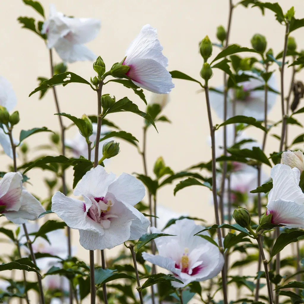 Garteneibisch 'Starburst Chiffon' (Hibiscus syriacus) – winterharter Blütenstrauch, Topf-Ø 19 cm, Höhe ca. 90 cm