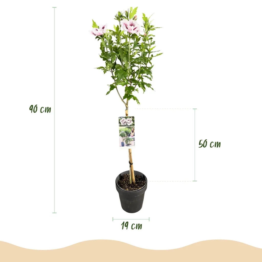 Garteneibisch 'Starburst Chiffon' (Hibiscus syriacus) – winterharter Blütenstrauch, Topf-Ø 19 cm, Höhe ca. 90 cm