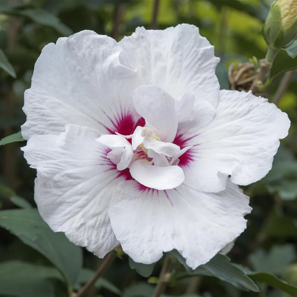 Garteneibisch 'Starburst Chiffon' (Hibiscus syriacus) – winterharter Blütenstrauch, Topf-Ø 19 cm, Höhe ca. 90 cm