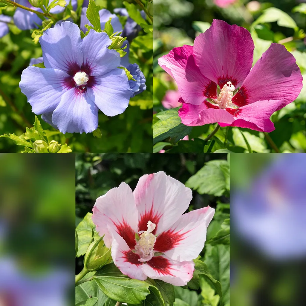 Gartenhibiskus (Hibiscus syriacus) – winterharter Blütenstrauch, Höhe ca. 19 cm