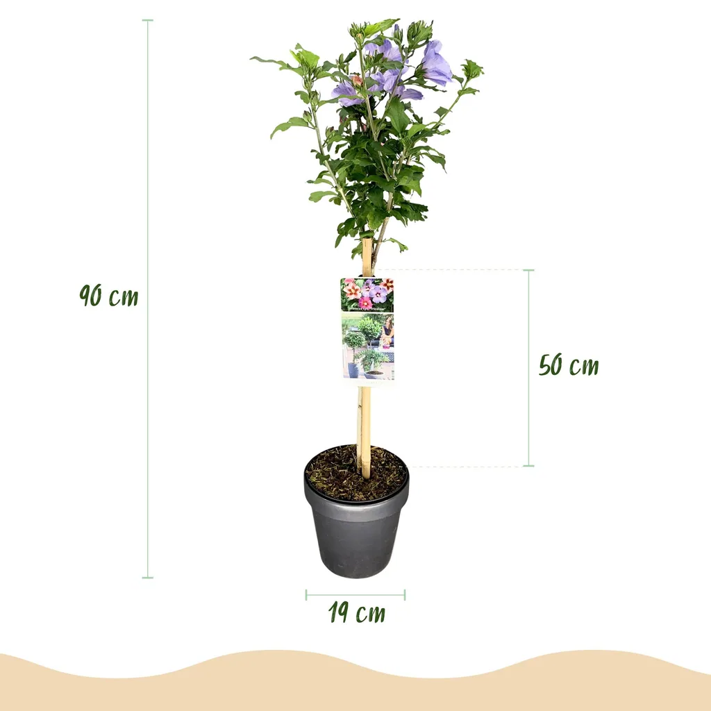 Gartenhibiskus (Hibiscus syriacus) – winterharter Blütenstrauch, Höhe ca. 19 cm