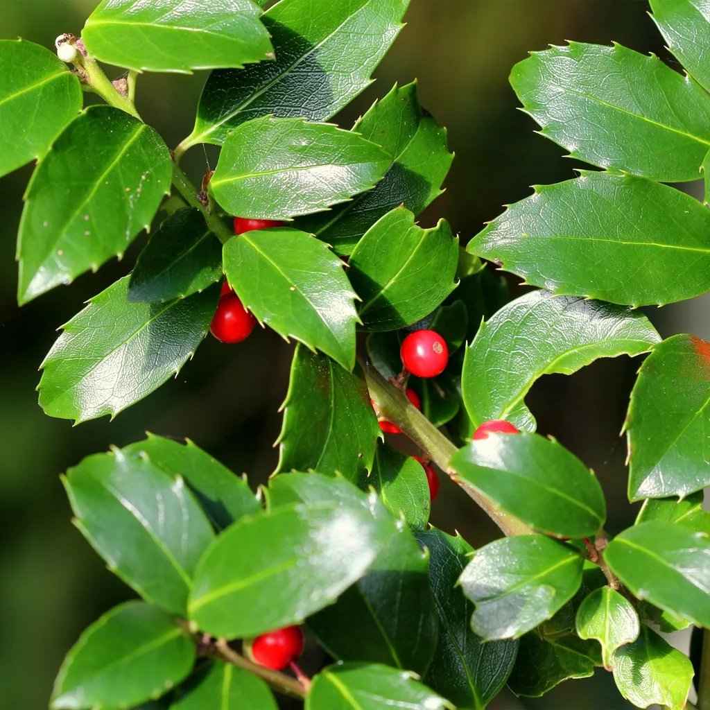 Stechpalme 'Blue Maid' (Ilex meserveae) – winterharter immergrüner Strauch, Topf-Ø 19 cm, Höhe ca. 90 cm