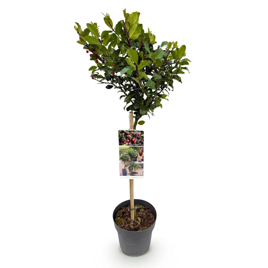 Stechpalme 'Blue Maid' (Ilex meserveae) – winterharter immergrüner Strauch, Topf-Ø 19 cm, Höhe ca. 90 cm