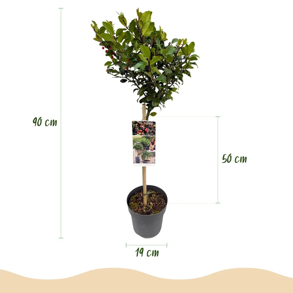 Stechpalme 'Blue Maid' (Ilex meserveae) – winterharter immergrüner Strauch, Topf-Ø 19 cm, Höhe ca. 90 cm