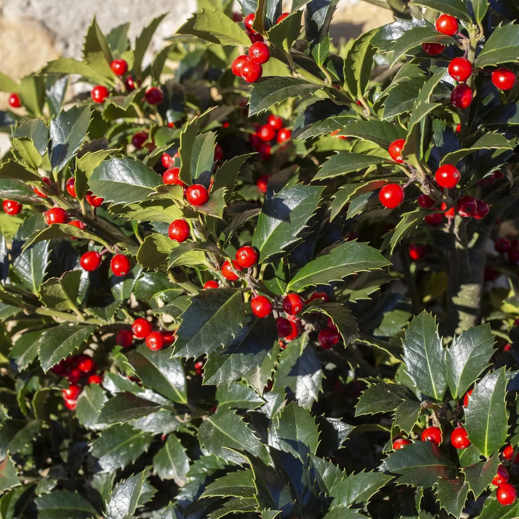 Stechpalme 'Blue Maid' (Ilex meserveae) – winterharter immergrüner Strauch, Topf-Ø 19 cm, Höhe ca. 90 cm