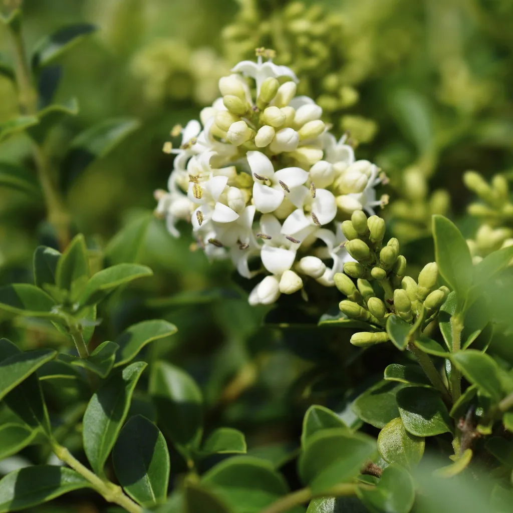 Chinesischer Liguster (Ligustrum delavayanum) – winterharter Strauch, Topf-Ø 19 cm, Höhe ca. 90 cm
