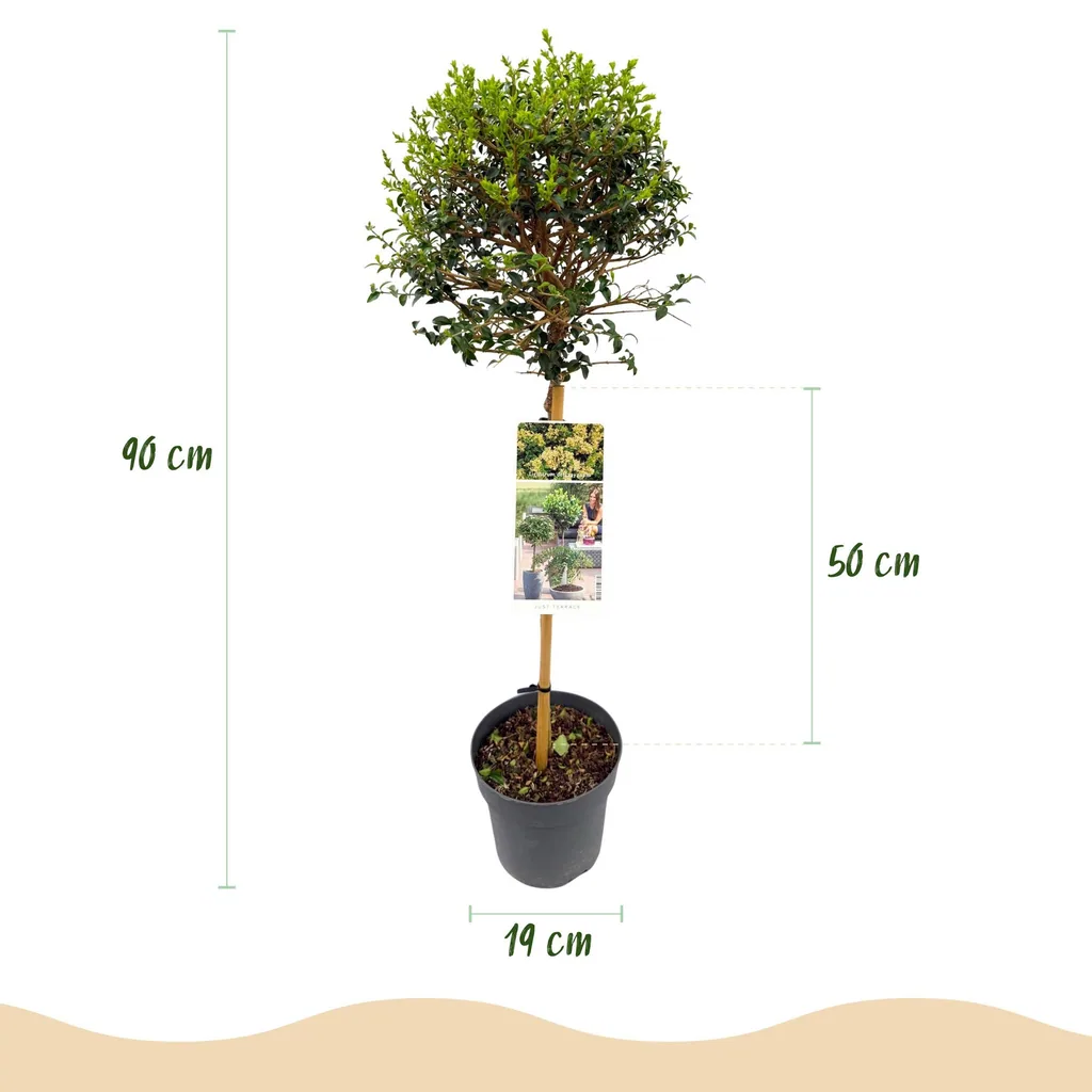 Chinesischer Liguster (Ligustrum delavayanum) – winterharter Strauch, Topf-Ø 19 cm, Höhe ca. 90 cm