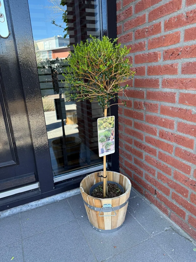 Chinesischer Liguster (Ligustrum delavayanum) – winterharter Strauch, Topf-Ø 19 cm, Höhe ca. 90 cm