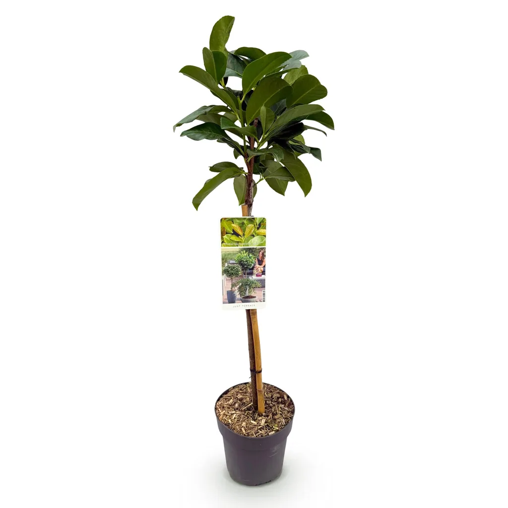 Kirschlorbeer 'Etna' (Prunus laurocerasus) – winterharter immergrüner Strauch, Topf-Ø 19 cm, Höhe ca. 90 cm
