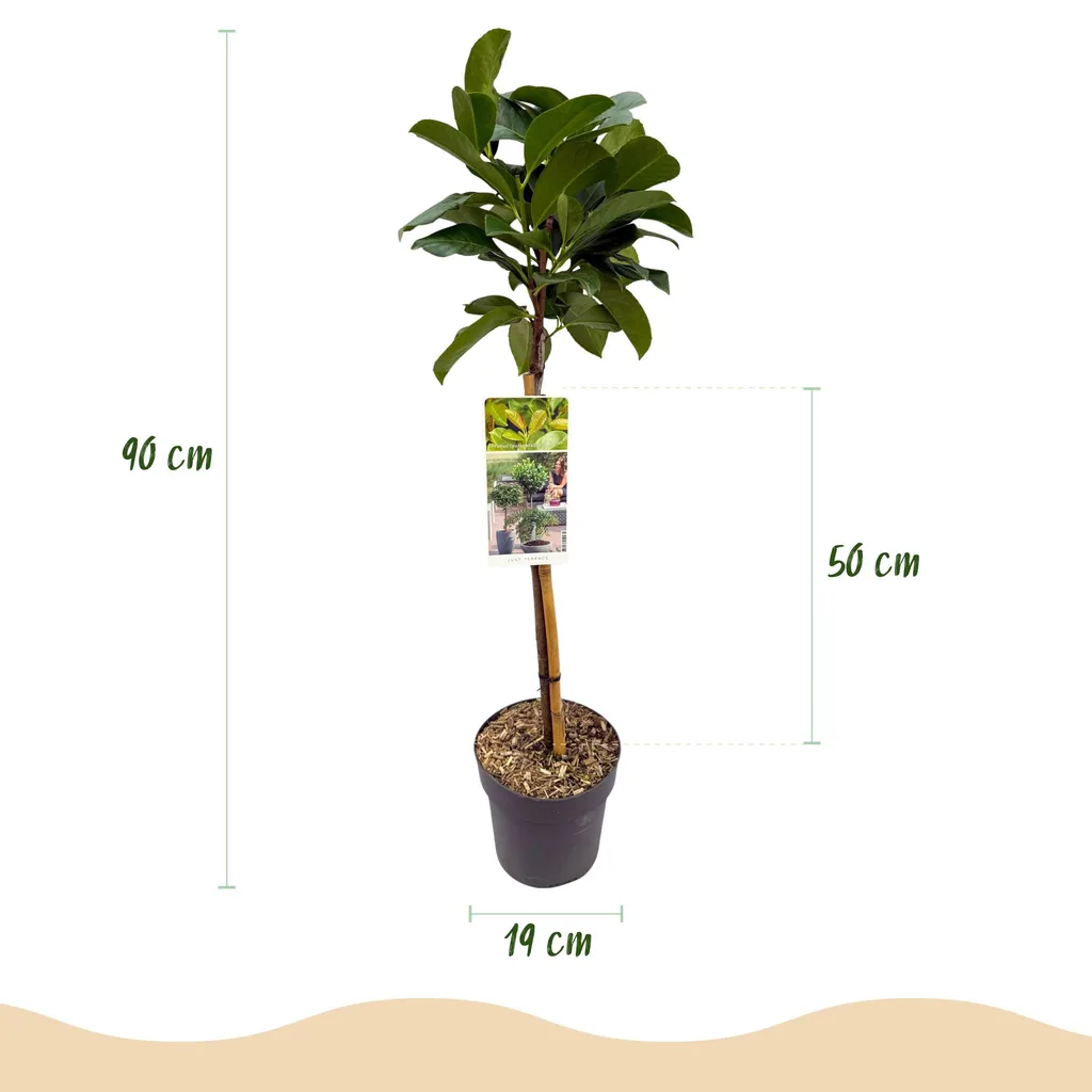 Kirschlorbeer 'Etna' (Prunus laurocerasus) – winterharter immergrüner Strauch, Topf-Ø 19 cm, Höhe ca. 90 cm