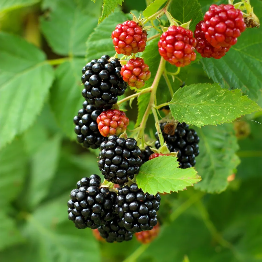 Himbeere 'Black Satin' 2er-Set (Rubus) – winterharte Beerenobst-Pflanze, Topf-Ø 11 cm, Höhe ca. 40 cm