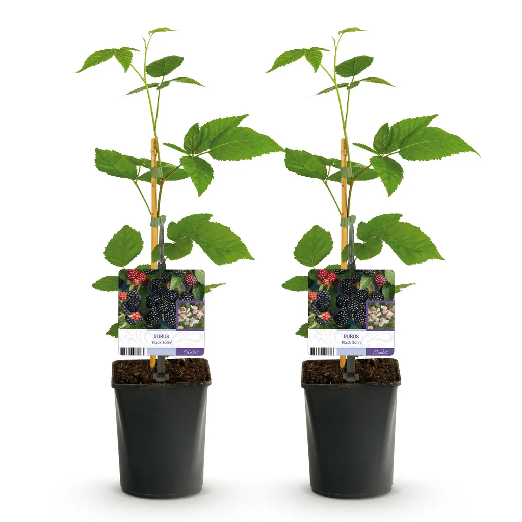 Himbeere 'Black Satin' 2er-Set (Rubus) – winterharte Beerenobst-Pflanze, Topf-Ø 11 cm, Höhe ca. 40 cm