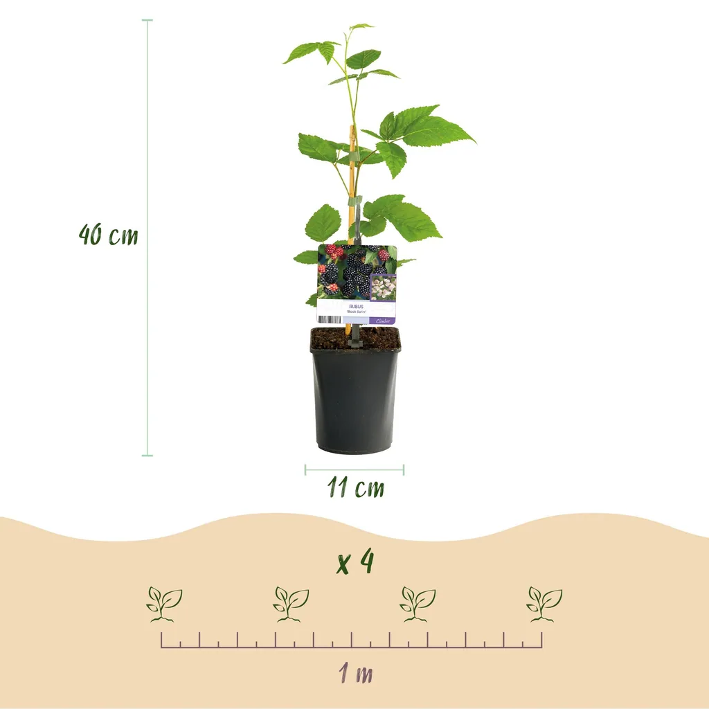 Himbeere 'Black Satin' 2er-Set (Rubus) – winterharte Beerenobst-Pflanze, Topf-Ø 11 cm, Höhe ca. 40 cm