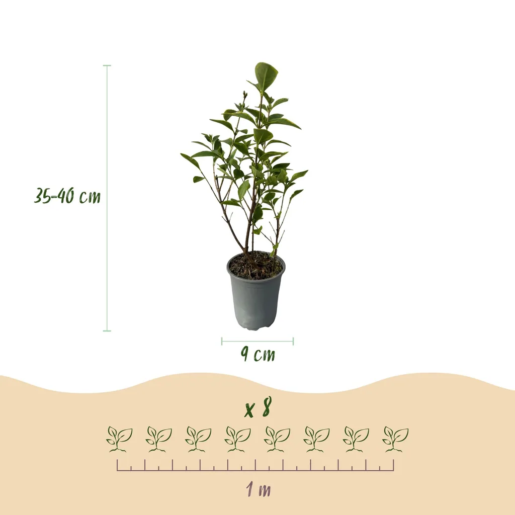 Ovalblättriger Liguster 'Aureum' 8er-Set (Ligustrum ovalifolium) – winterharter Heckenstrauch, Topf-Ø 9 cm, Höhe ca. 35–45 cm