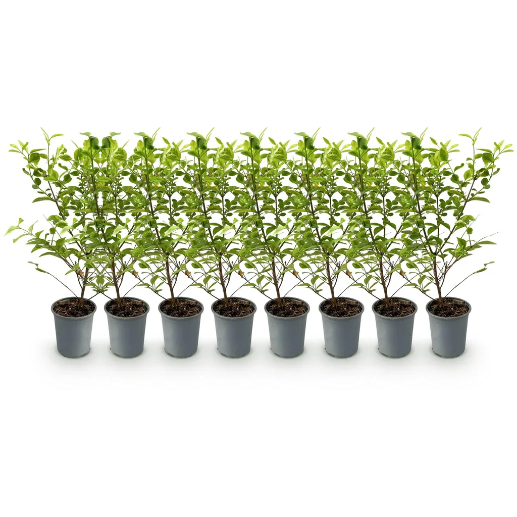 Ovalblättriger Liguster 'Aureum' 8er-Set (Ligustrum ovalifolium) – winterharter Heckenstrauch, Topf-Ø 9 cm, Höhe ca. 35–45 cm