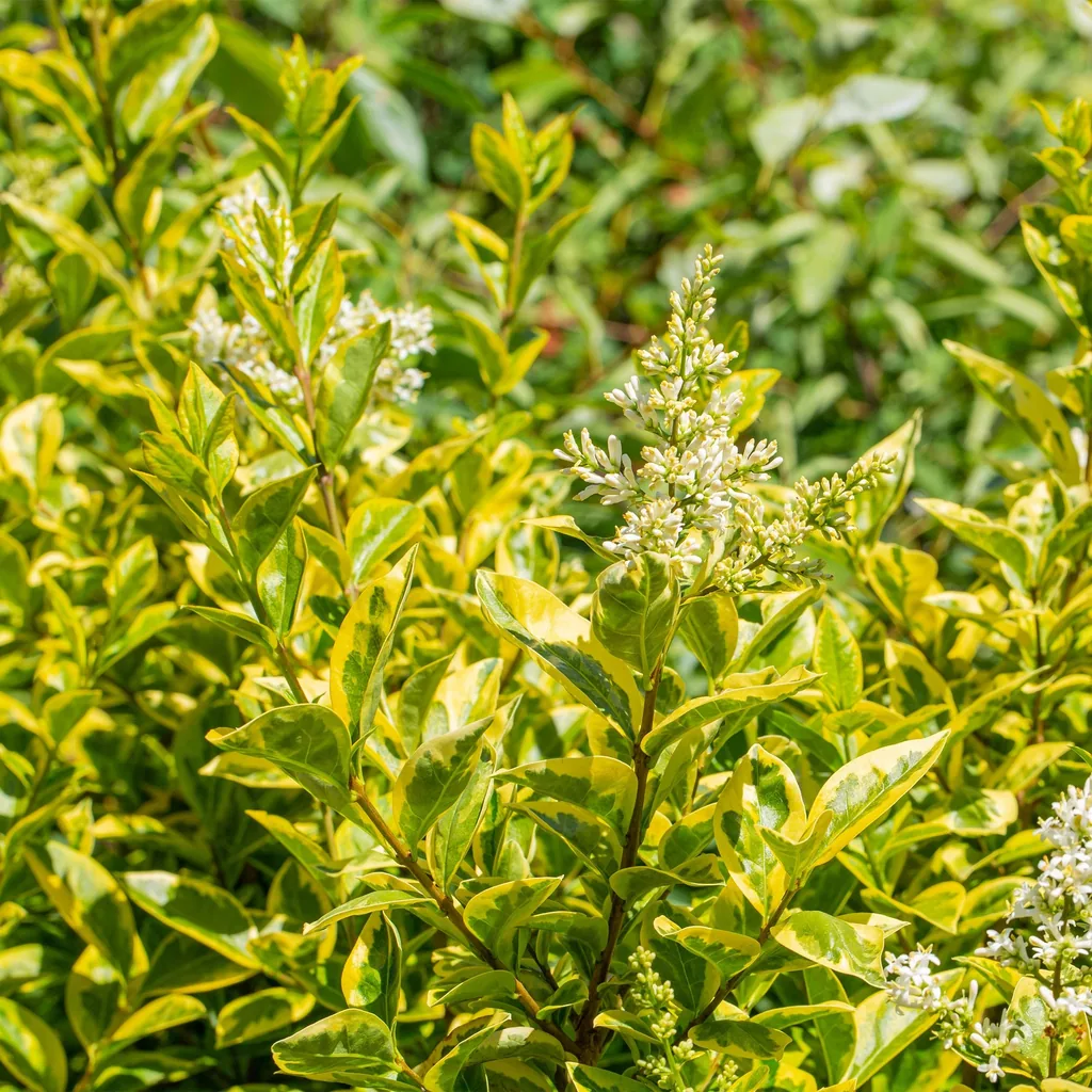 Ovalblättriger Liguster 'Aureum' 8er-Set (Ligustrum ovalifolium) – winterharter Heckenstrauch, Topf-Ø 9 cm, Höhe ca. 35–45 cm