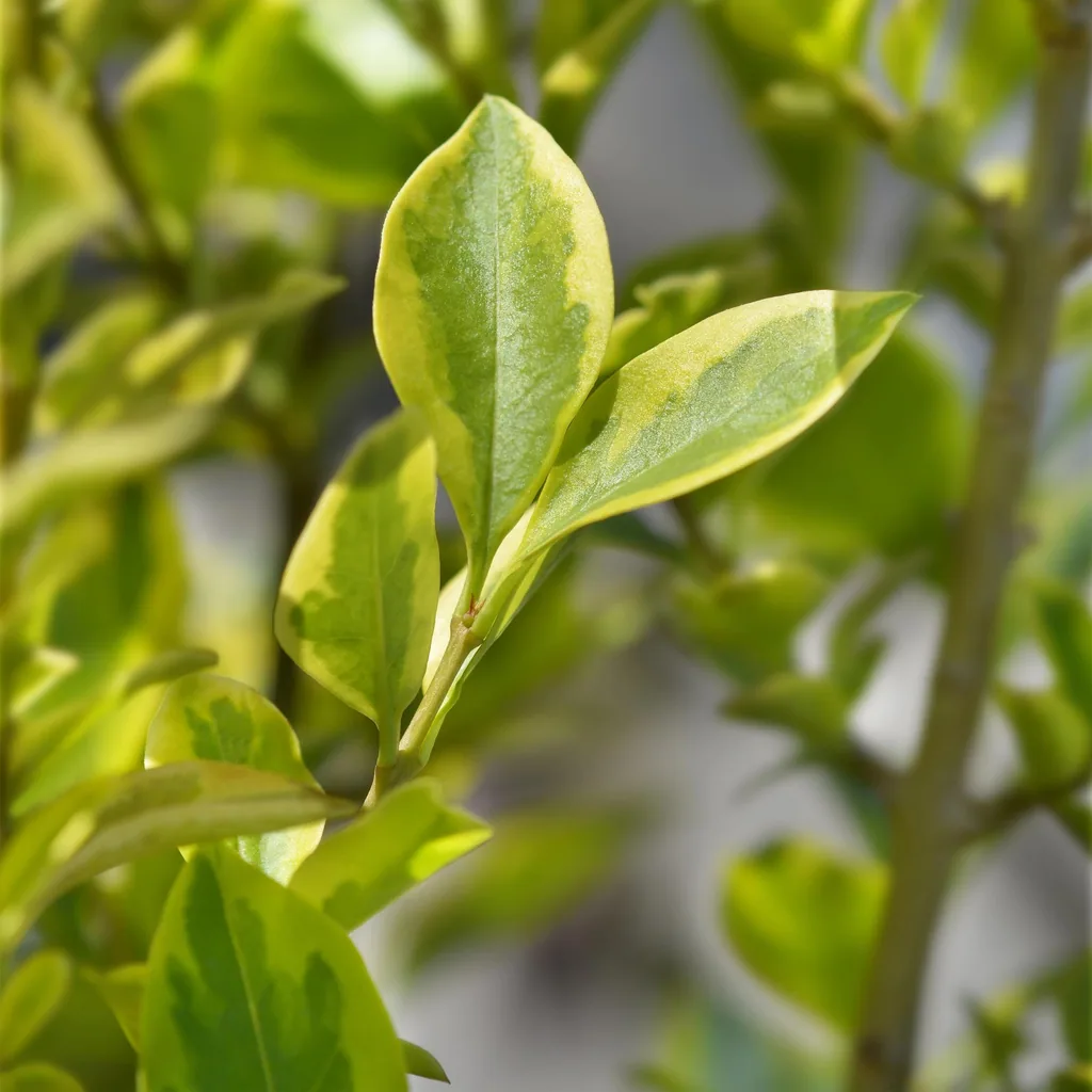 Ovalblättriger Liguster 'Aureum' 8er-Set (Ligustrum ovalifolium) – winterharter Heckenstrauch, Topf-Ø 9 cm, Höhe ca. 35–45 cm