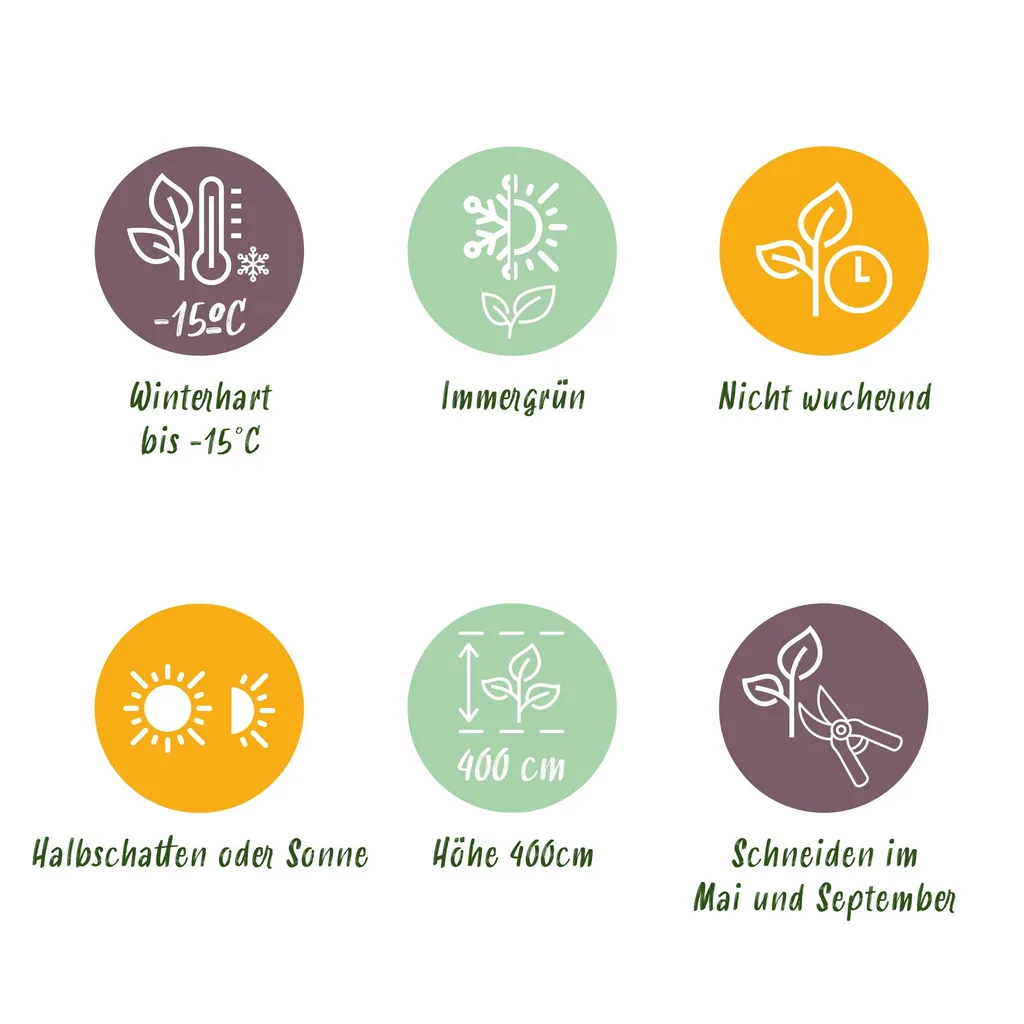 Ovalblättriger Liguster 'Aureum' 8er-Set (Ligustrum ovalifolium) – winterharter Heckenstrauch, Topf-Ø 9 cm, Höhe ca. 35–45 cm